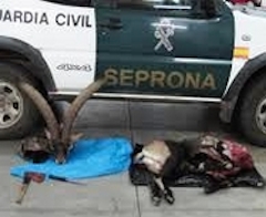 Seprona denuncia a varios cazadores furtivos de cabra montés en cotos de Teruel